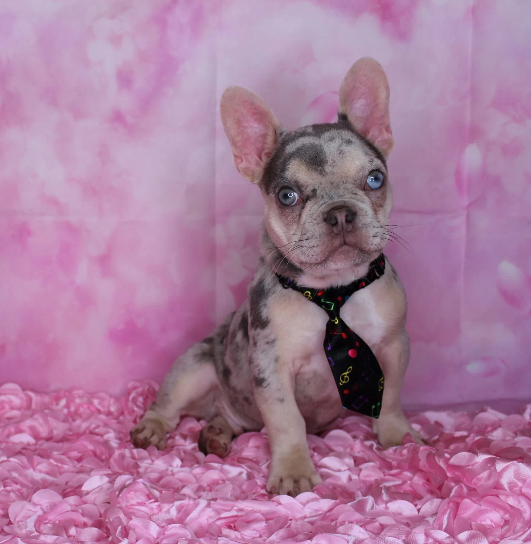 Alphie, a French Bulldog