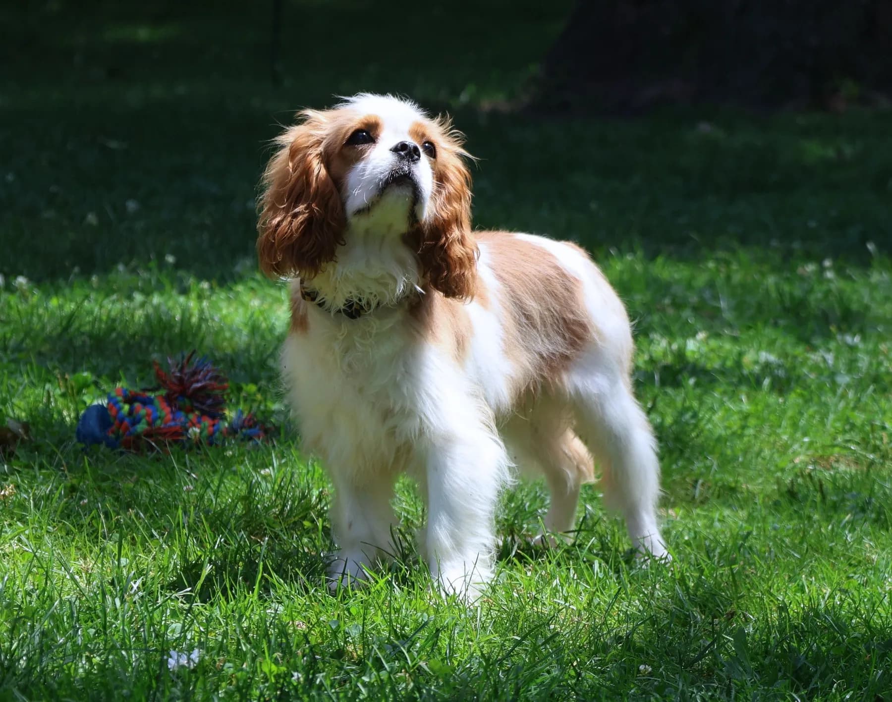 Cooper, a Cavalier King Charles Spaniel