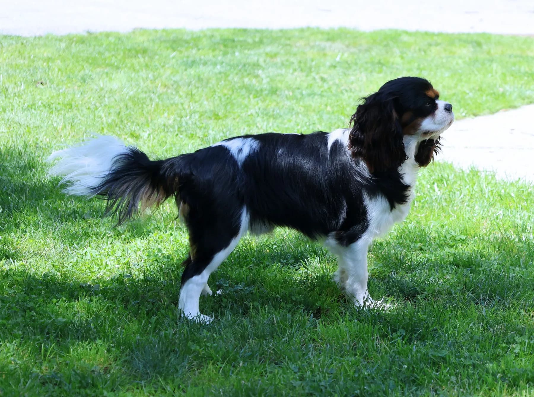 Duke, a Cavalier King Charles Spaniel