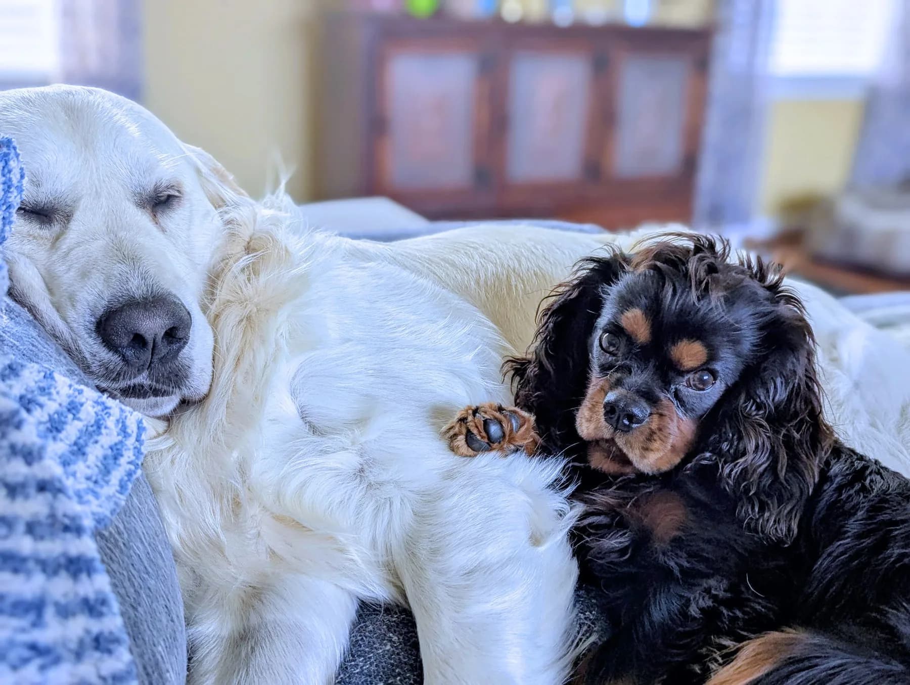 Finley, a Golden Retriever