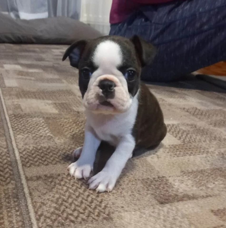 Maverick, a Boston Terrier