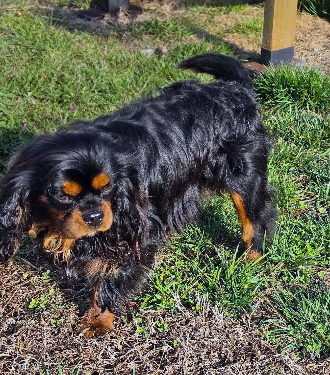 Max, a Cavalier King Charles Spaniel