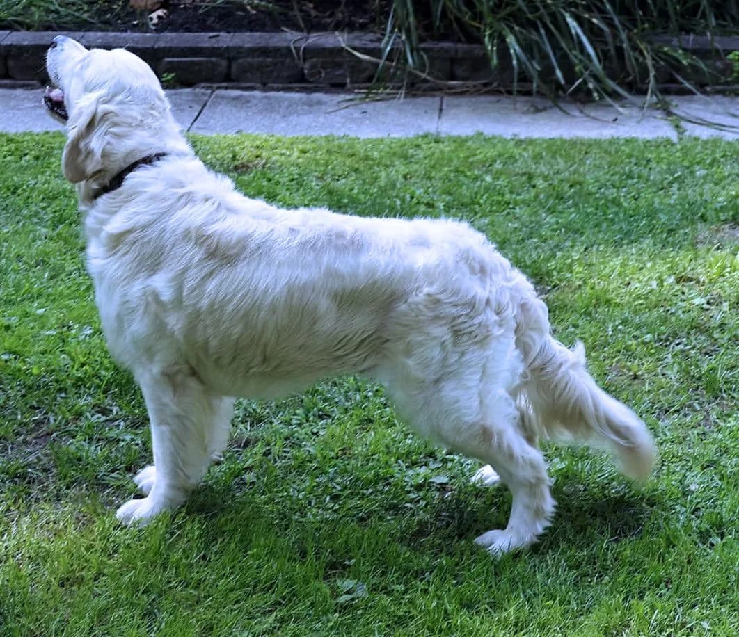 Samson, a Golden Retriever