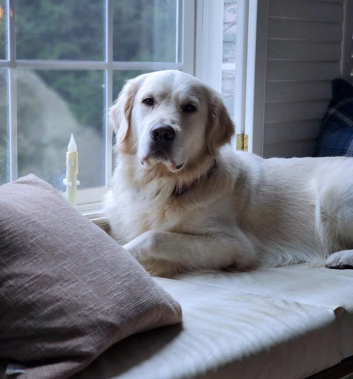 Toshi, a Golden Retriever