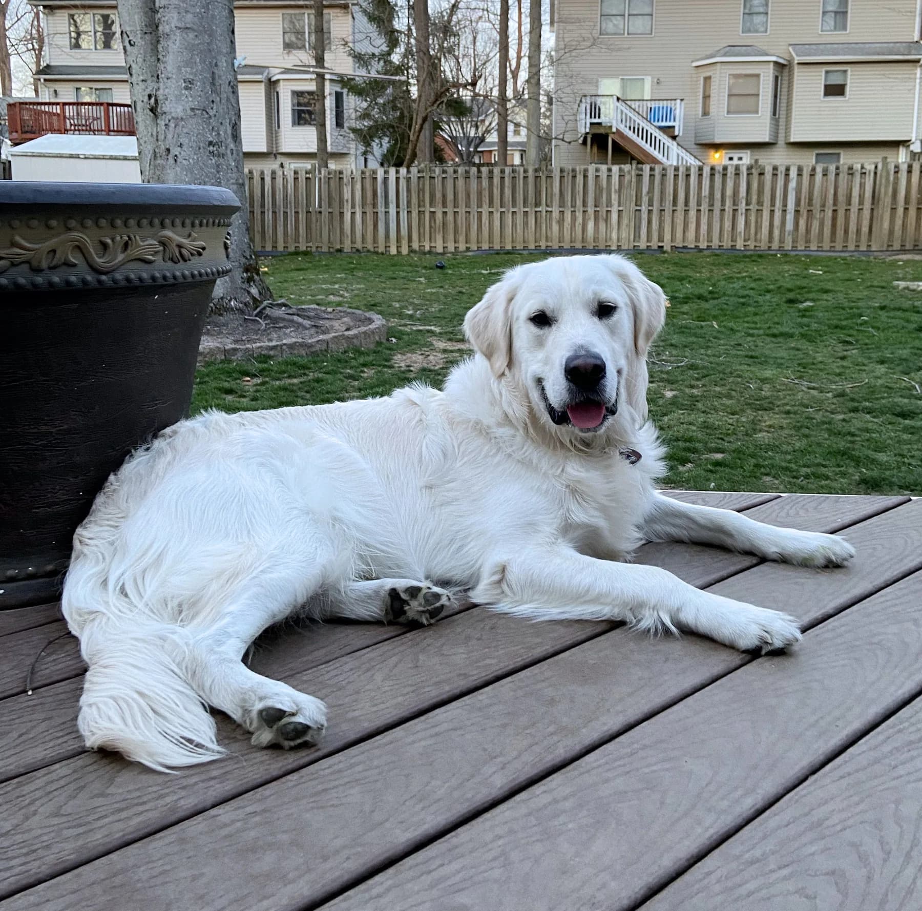 Tucker, a Golden Retriever