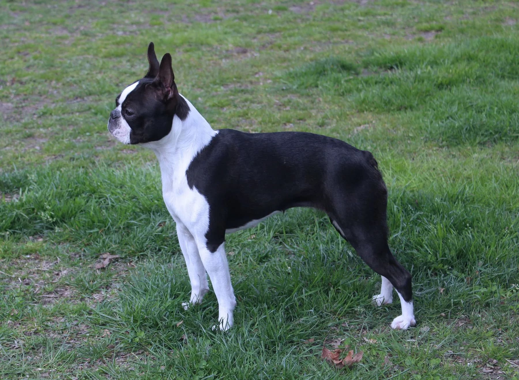 Ysma, a Boston Terrier