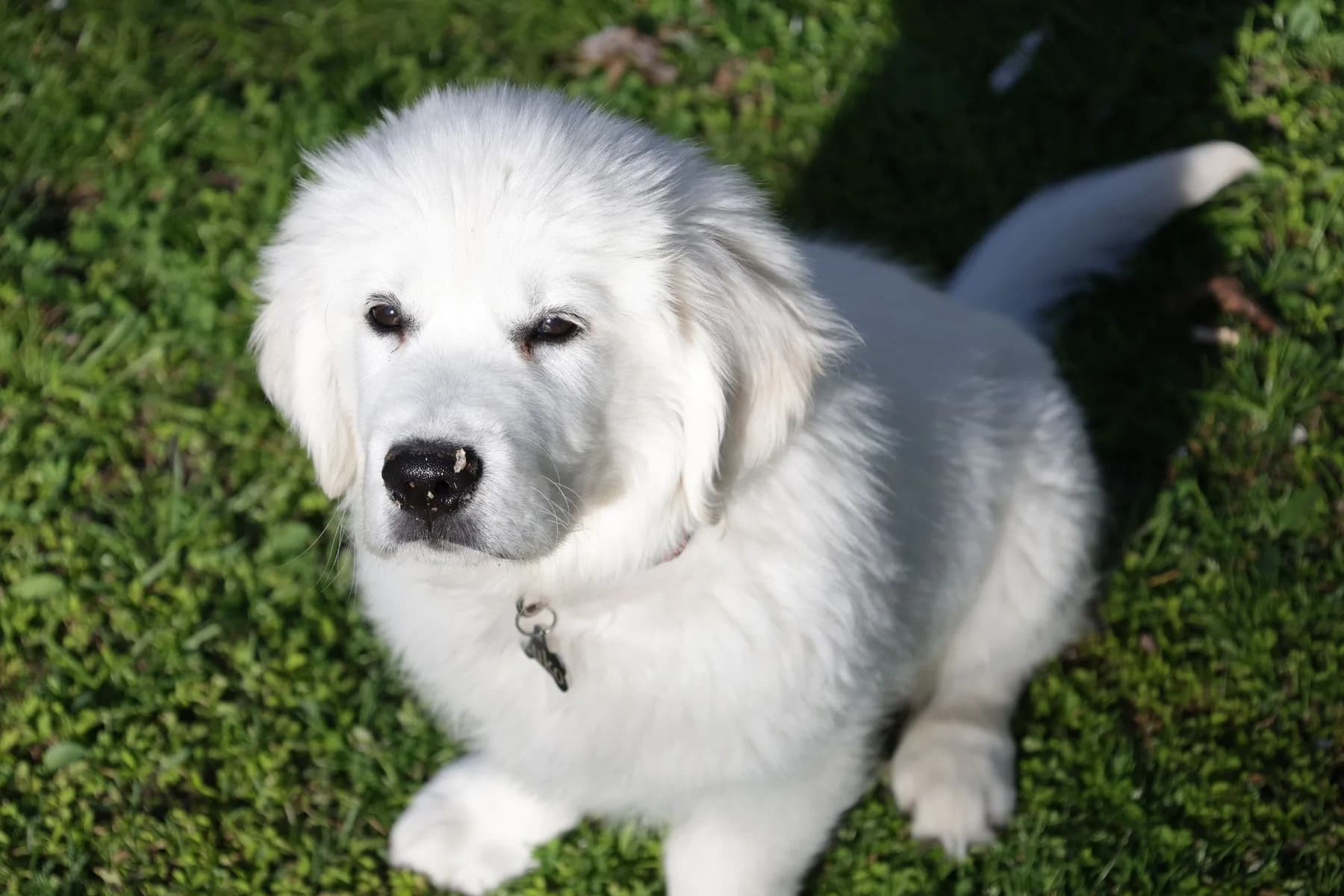 Zuko, a Golden Retriever
