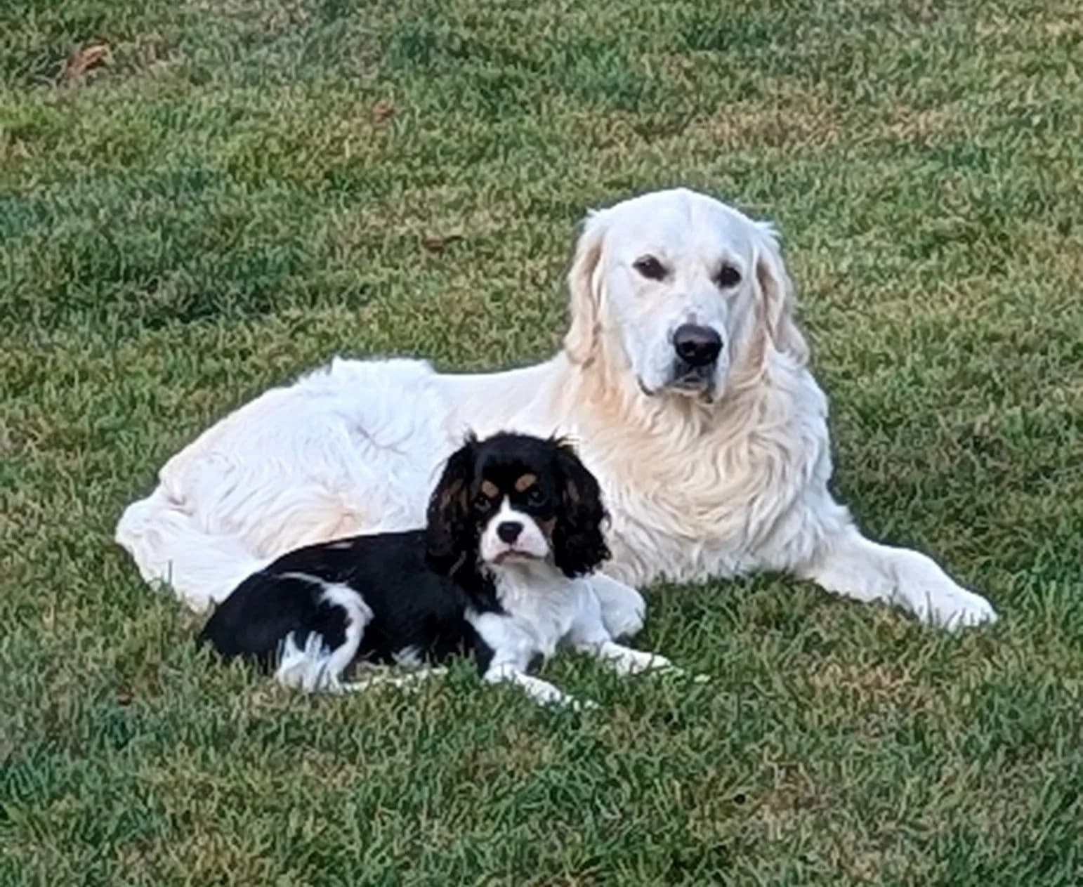 A Golden Retriever and a Cavalier King Charles Spaniel resting together on the lawn