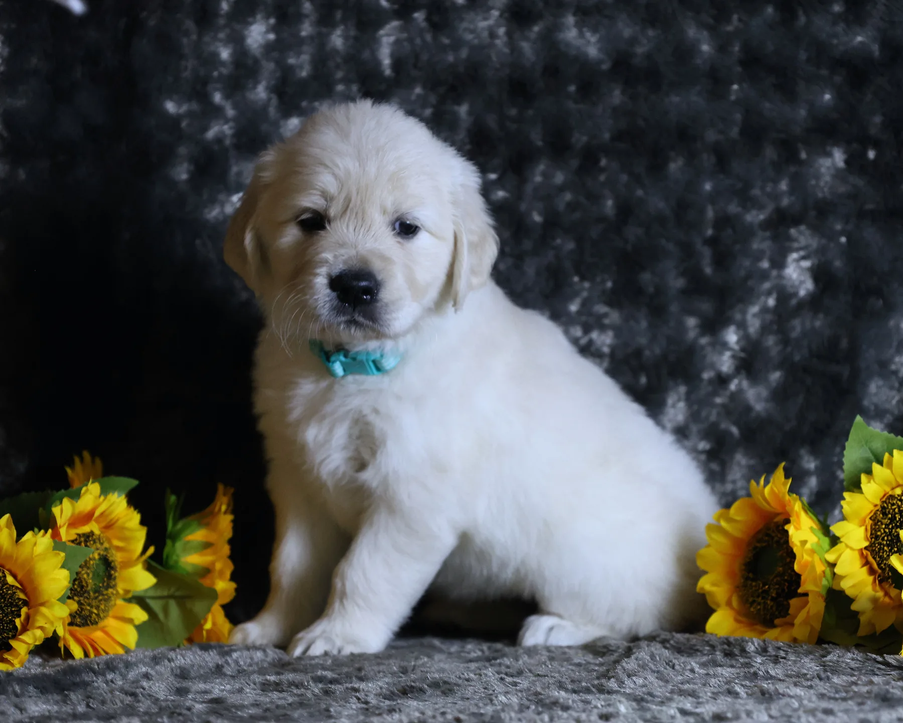 A Golden Retriever puppy sitting among sunflowers