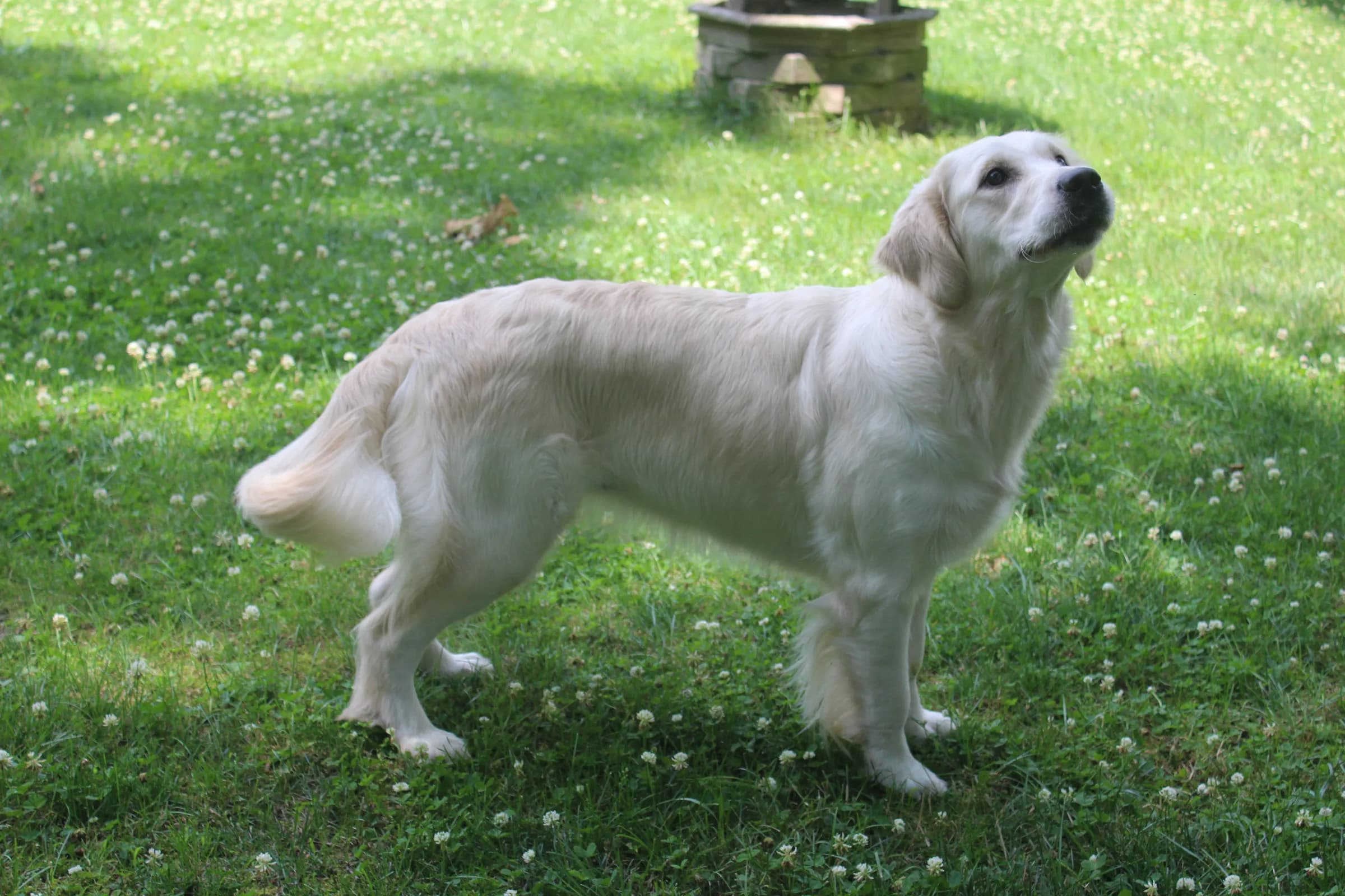 A cream Golden Retriever standing on the lawn