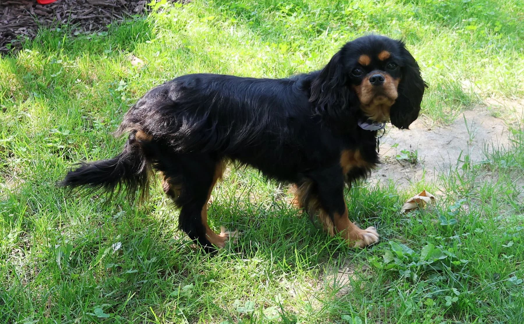 A black and tan Cavalier King Charles Spaniel