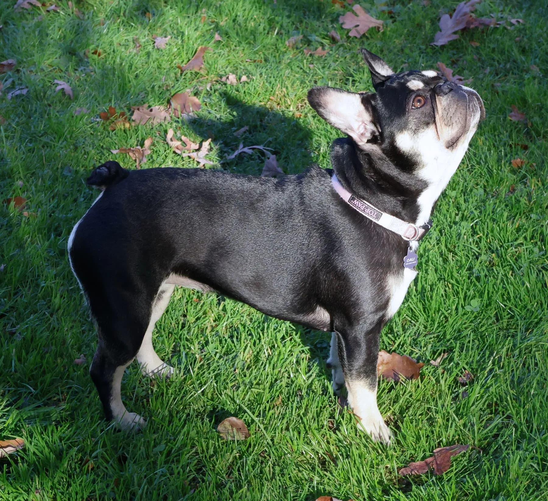 A French Bulldog looking up on the lawn