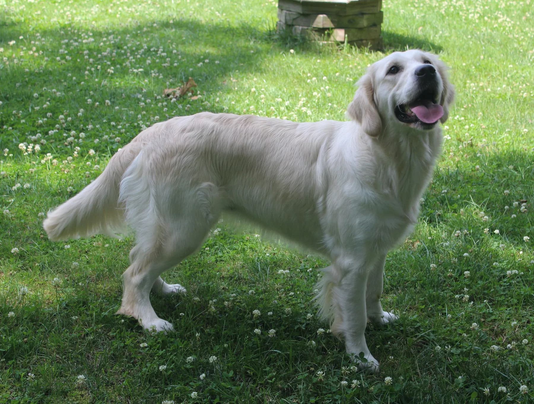 A cream Golden Retriever looking up, standing on the lawn