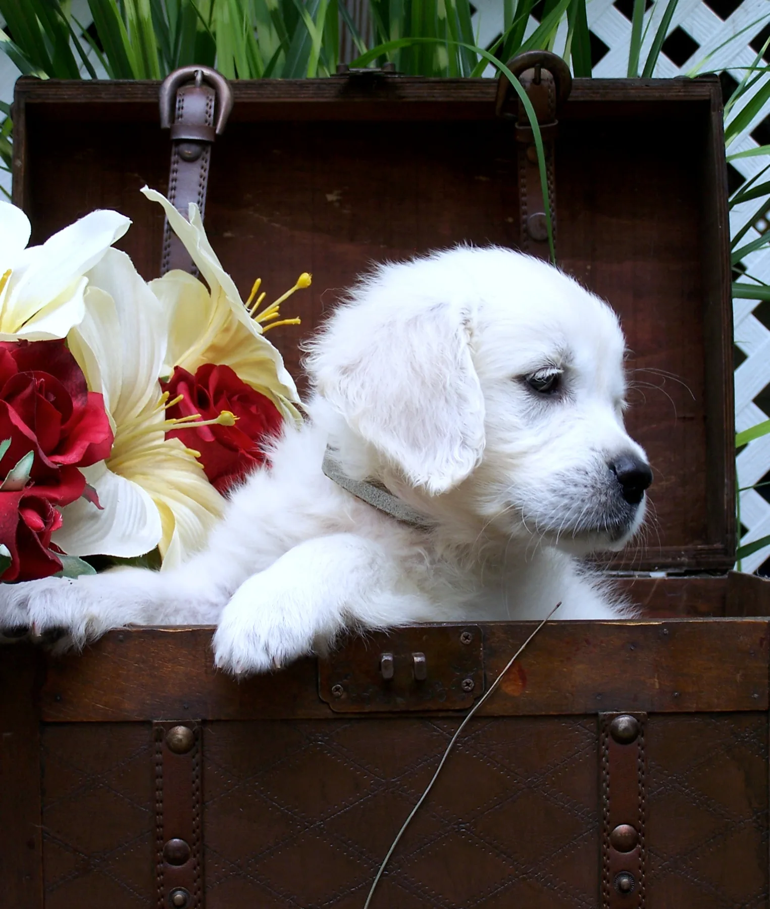 A Golden Retriever puppy resting its paws on an old trunk
