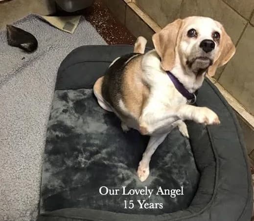 Angel, our rescue dog, at 15 years old
