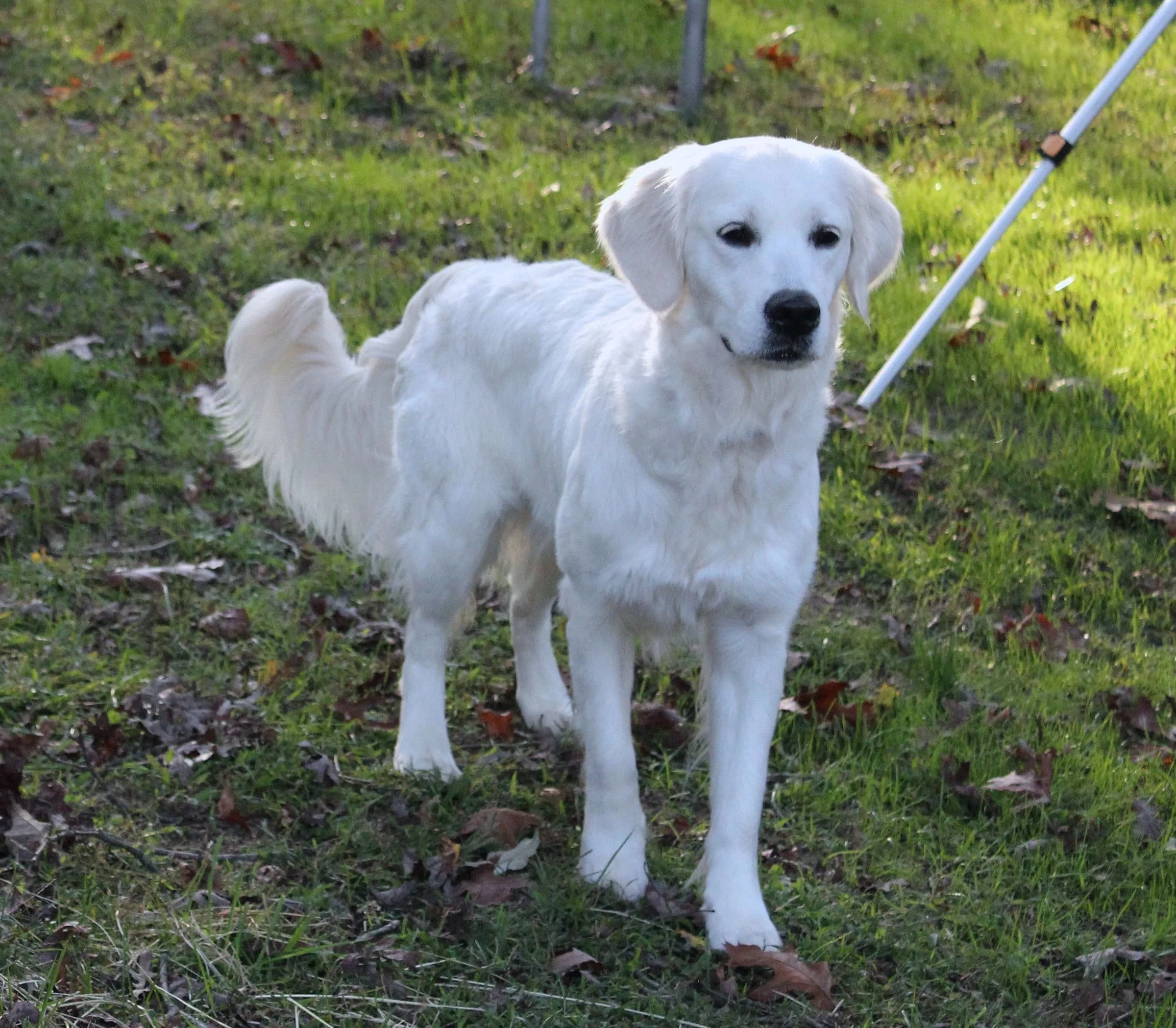 A cream Golden Retriever standing in the grass