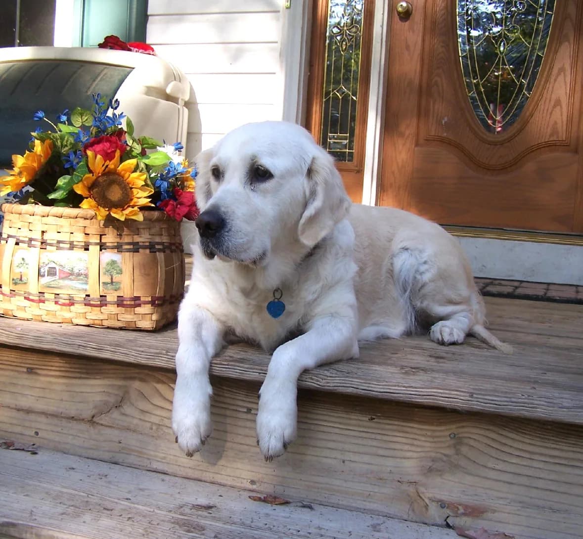 A Golden Retriever relaxing on the front porch of her guardian family's home