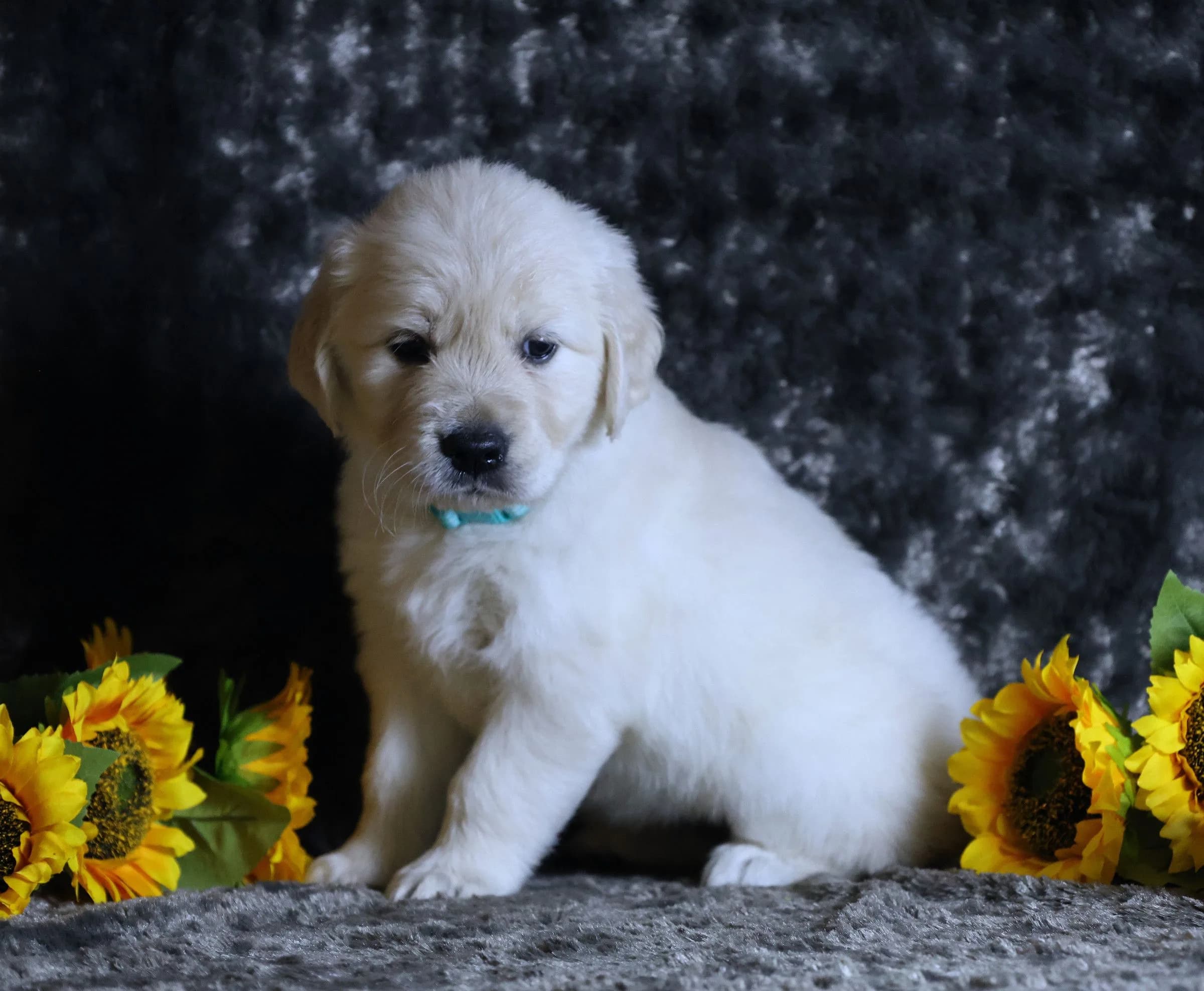 A Golden Retriever puppy sitting among sunflowers