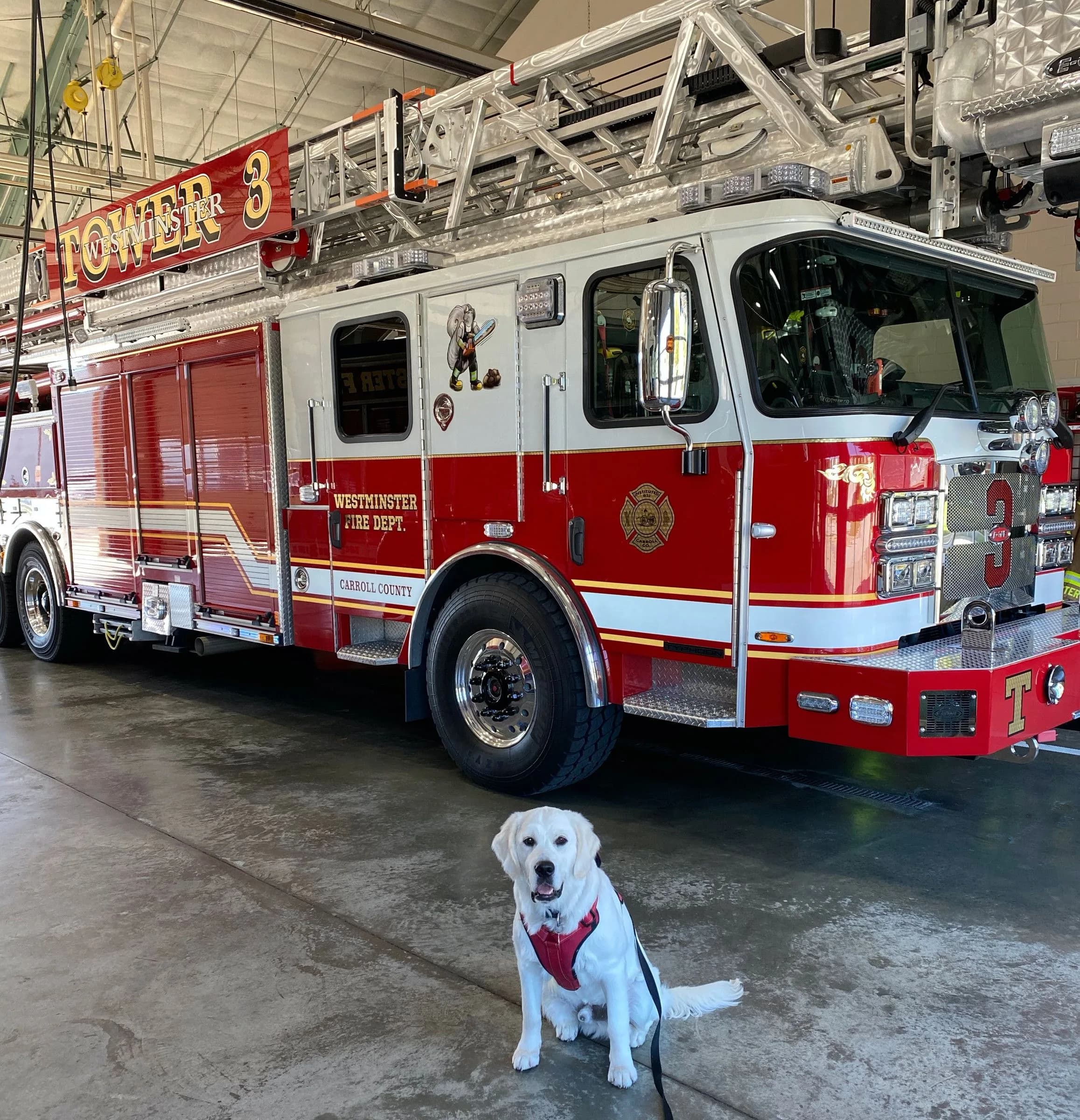 A Promise Land Golden sitting in front of a fire engine at the firehouse